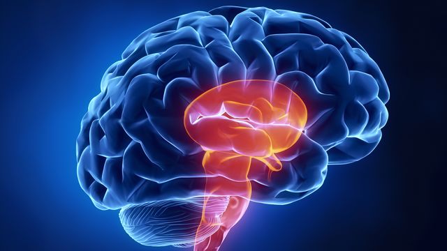 High-Resolution Atlas of the Developing Human Brain Created