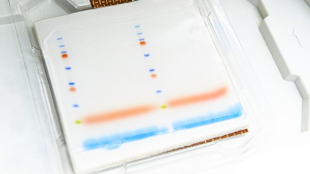 Gel electrophoresis plate showing separated protein or dye bands in multiple lanes, with blue and orange markers migrating across a white gel surface. 