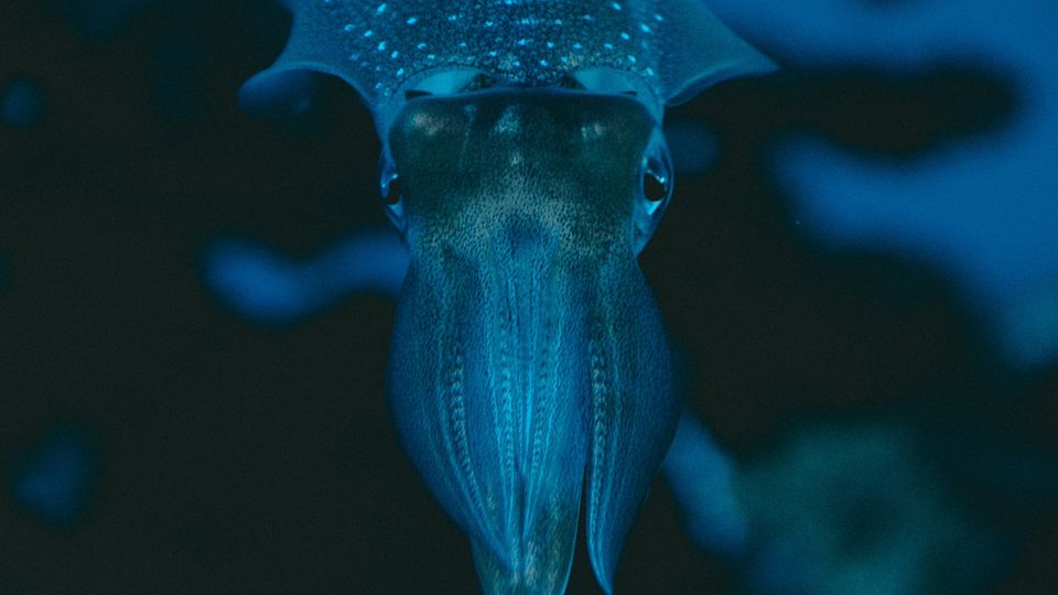 Genomics Help Explain Squid and Cuttlefish Diversification | Technology ...