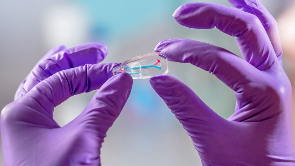 Two purple-gloved hands holding a microfluidic chip. The chip is clear, with a red and blue channel.