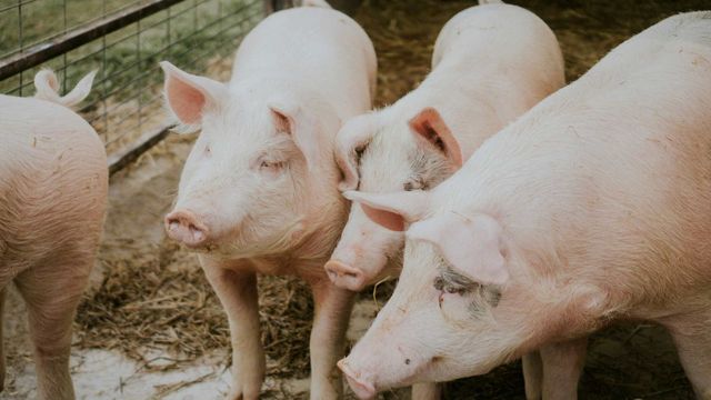 Oregano and Rosemary Extract Shows Promise As Natural Antibiotic for Pig Farming