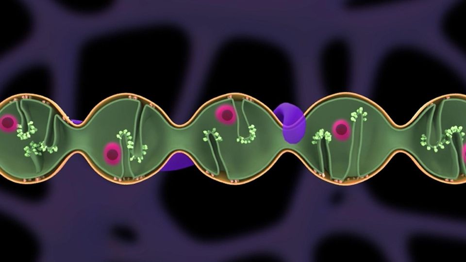 Mitochondrial Pearling Explain mtDNA Spacing | Technology Networks