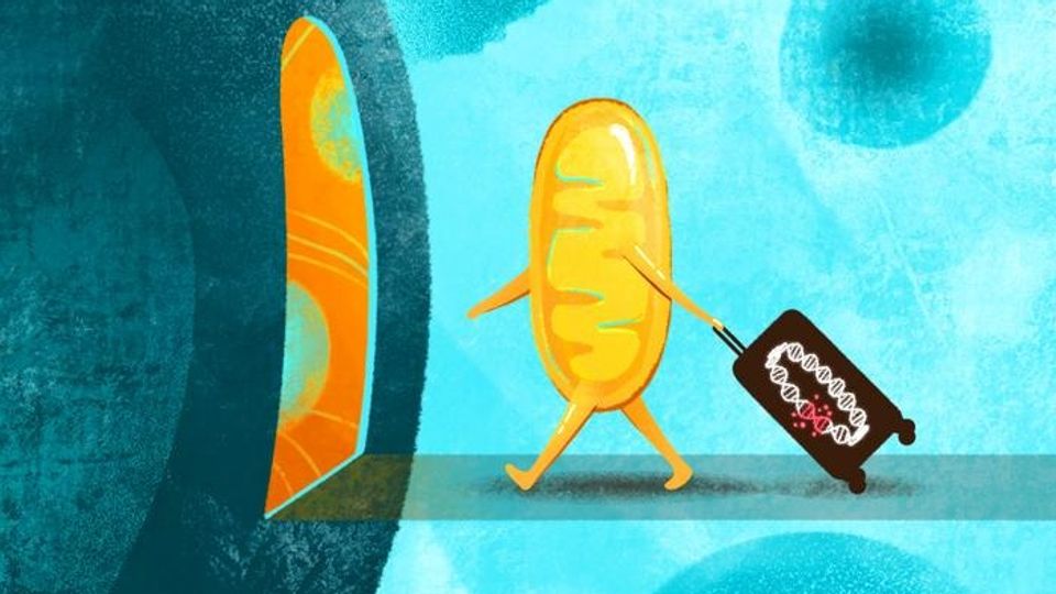 A cartoon-style image of a mitochondrion carrying a bag filled with DNA.