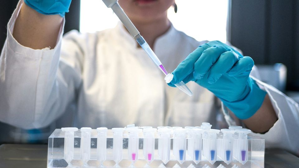 A scientist using a pipette to transfer small amounts of liquid into microtubes.