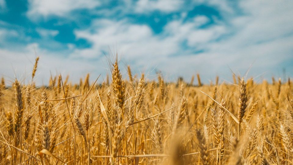 Golden wheat field under blue sky.