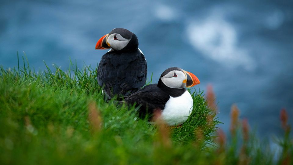 Two puffins, perched on a grassy hill, with sea waves in the background.