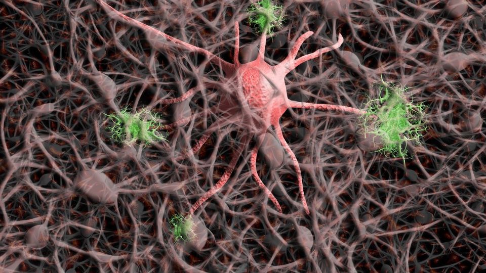 Illustration of a nerve cell network with neurons and surrounding glial cells.
