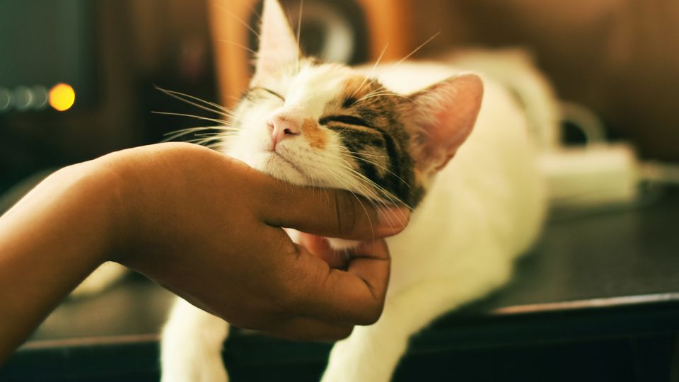 Person gently petting the chin of a relaxed cat as it closes its eyes.