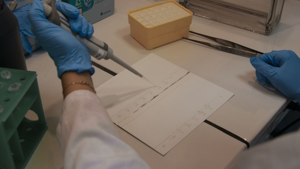 Lab technician using a pipette to transfer samples onto test strips in a laboratory setting.