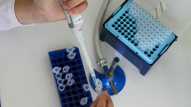 Lab technician using a pipette to transfer samples into microtubes on a lab bench. 