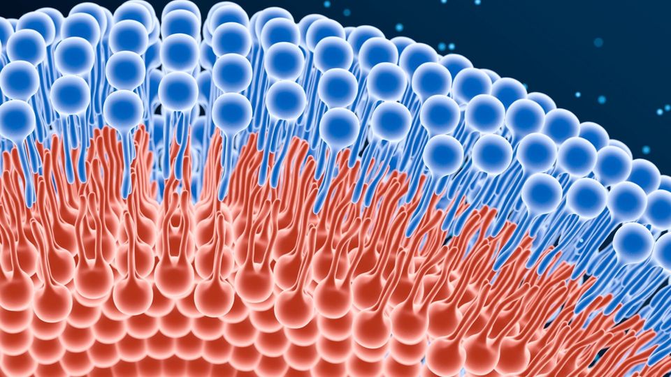 Illustration of lipid bilayer structure showing cell membrane with hydrophilic heads and hydrophobic tails.