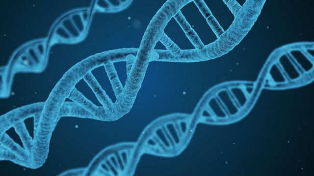 A three-dimensional model of a DNA helix showing the double-stranded spiral structure. 