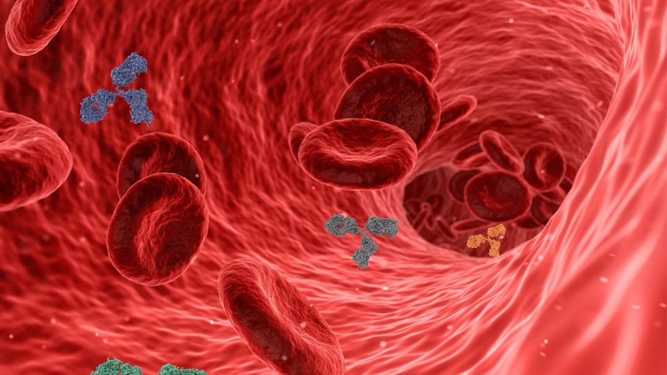 Red blood cells flowing through a vessel with antibody molecules in a medical illustration.