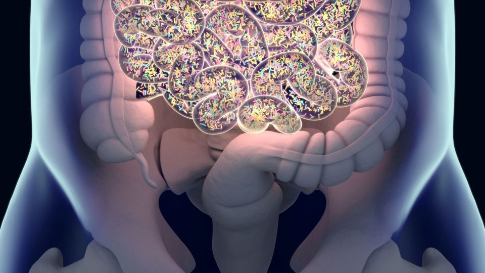 Illustration of gut microbiome showing intestinal tract filled with diverse bacteria.