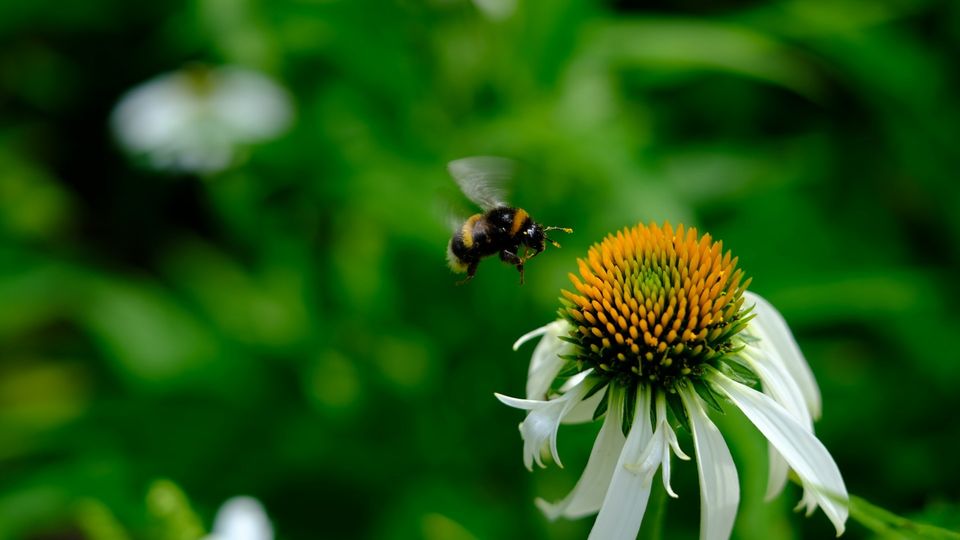Bee hovering over a white coneflower, collecting nectar in a green garden background.