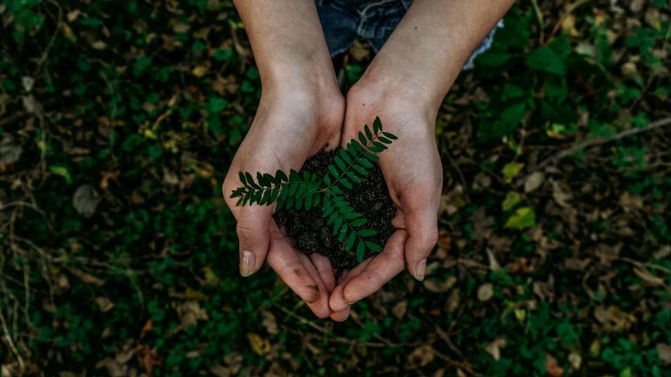 Hands holding soil with a small green plant seedling.