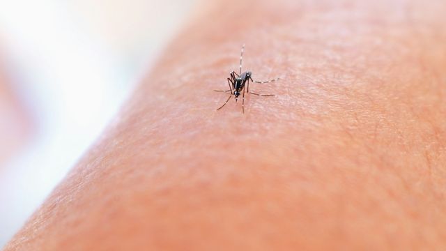 A close-up view of a mosquito biting a person's arm. 
