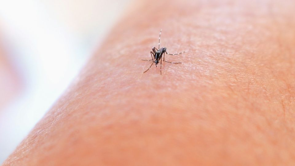 A close-up view of a mosquito biting a person's arm.