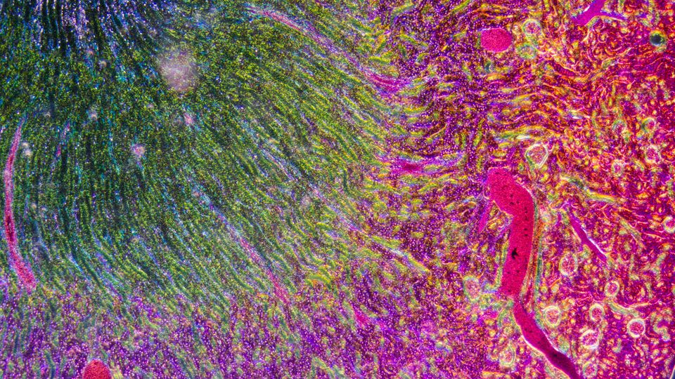 Microscopic image of human kidney tissue.