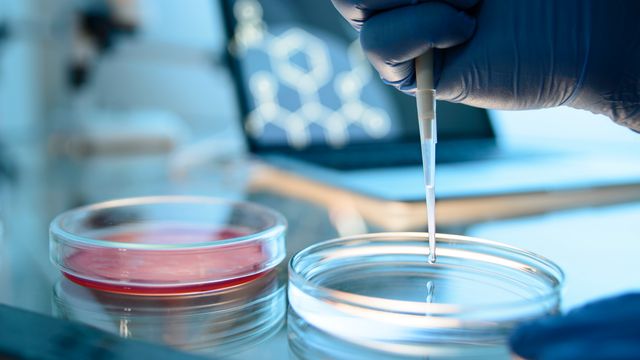 A pipette drawing liquid from a cell culture dish. 