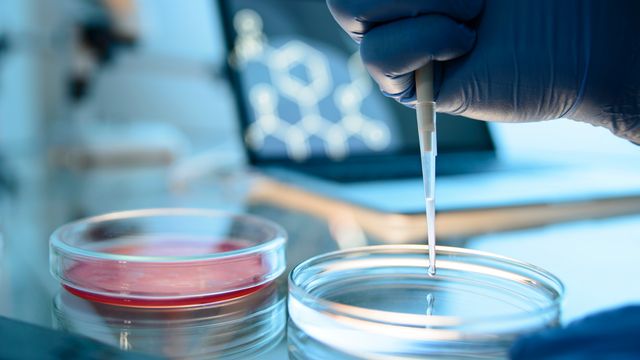 A gloved-hand pipetting clear liquid into a petri dish, which is placed next to another dish containing red liquid. 