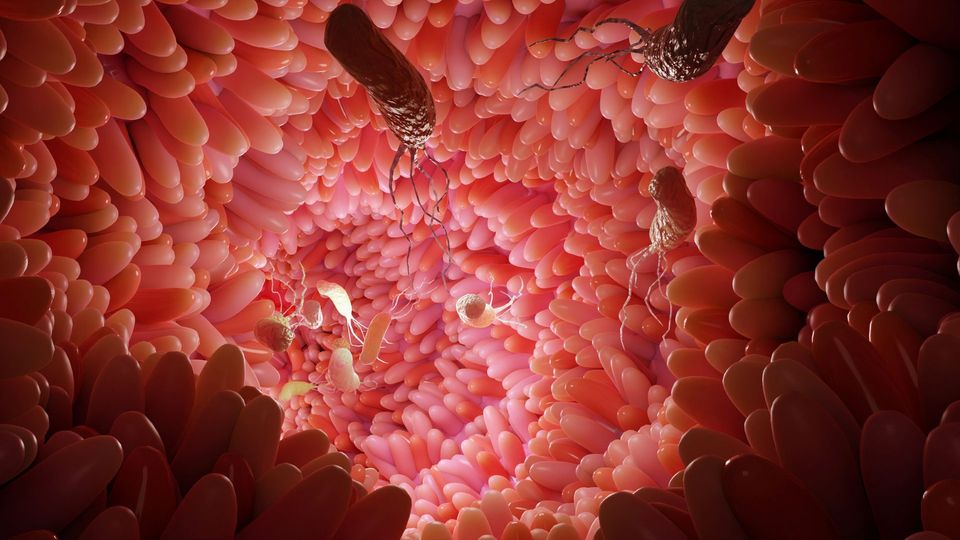 3D illustration of gut microbiome showing bacteria in suspension within the villous walls of the intestine.