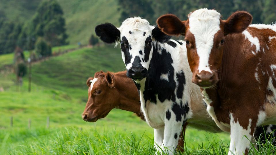 Close-up of three cows in a pasture with green hills in the background.