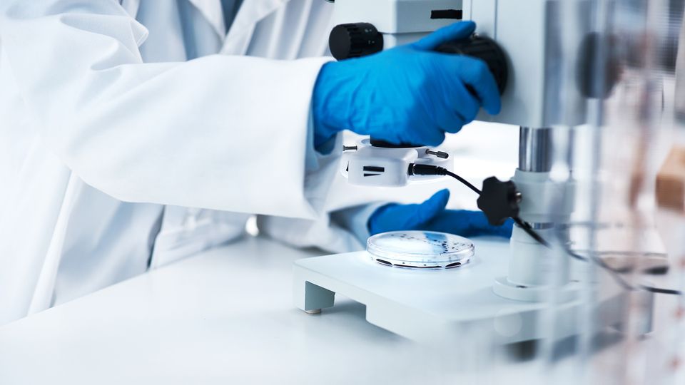 The gloved-hands of a scientist adjusting a microscope instrument, with a petri dish placed underneath the lens.