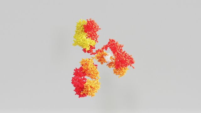 3D illustration of antibodies with red and yellow protein structures binding to an antigen. 