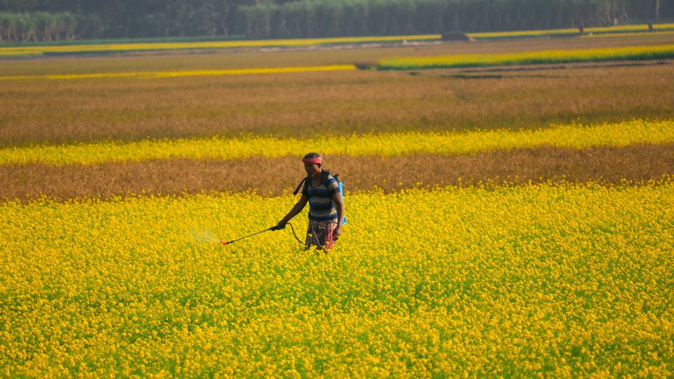 A man walking through a field, spraying pesticides from a tank on his back.