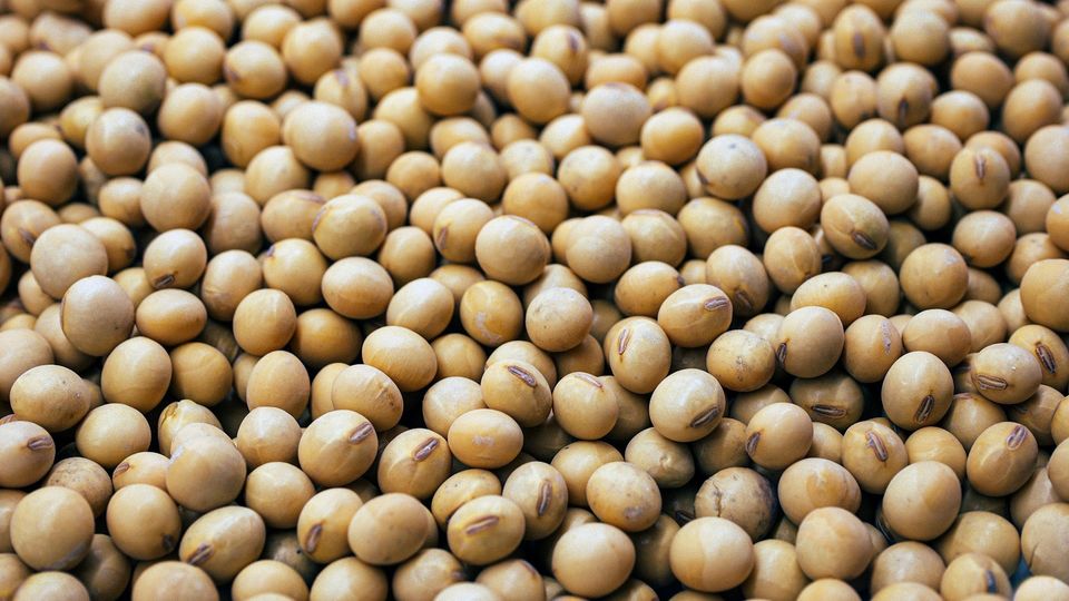 A detailed overhead view of a large collection of harvested soybeans.