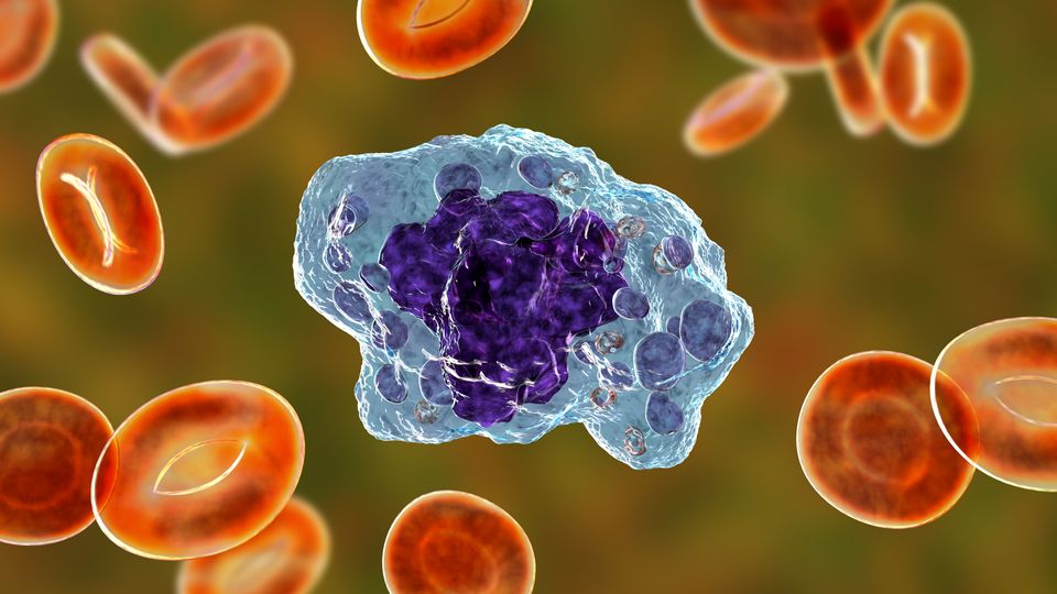 Render of a macrophage immune cell surrounded by red blood cells, against a green background.
