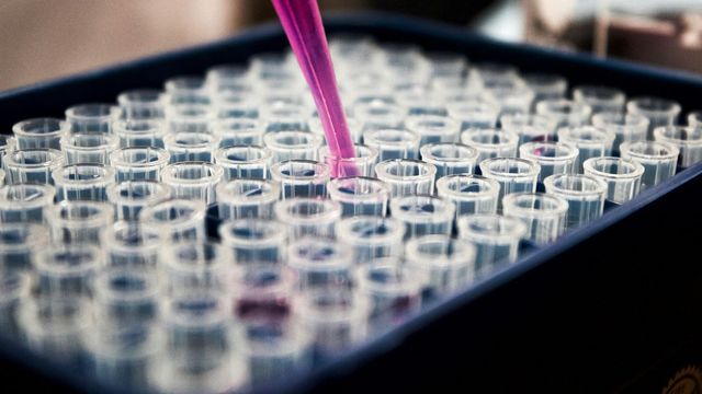 Pipette dispensing pink liquid into microplate tubes for laboratory testing and analysis. 