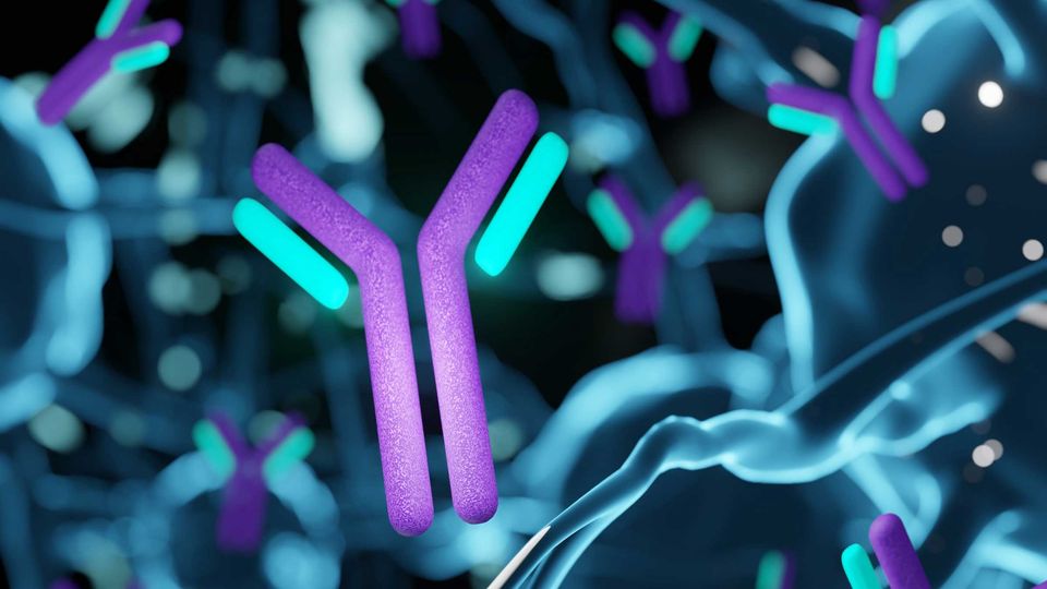 A 3D illustration of purple and teal Y-shaped antibodies binding within a cellular environment.