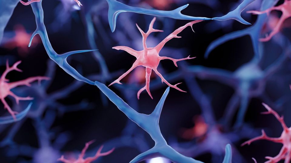 A microglial cell, highlighted in red, surrounded by neurons in blue.