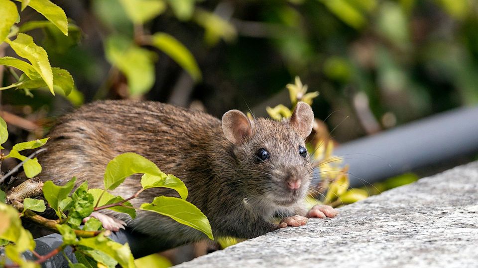 Brown rat in green foliage peeking over a stone surface in a natural outdoor setting.