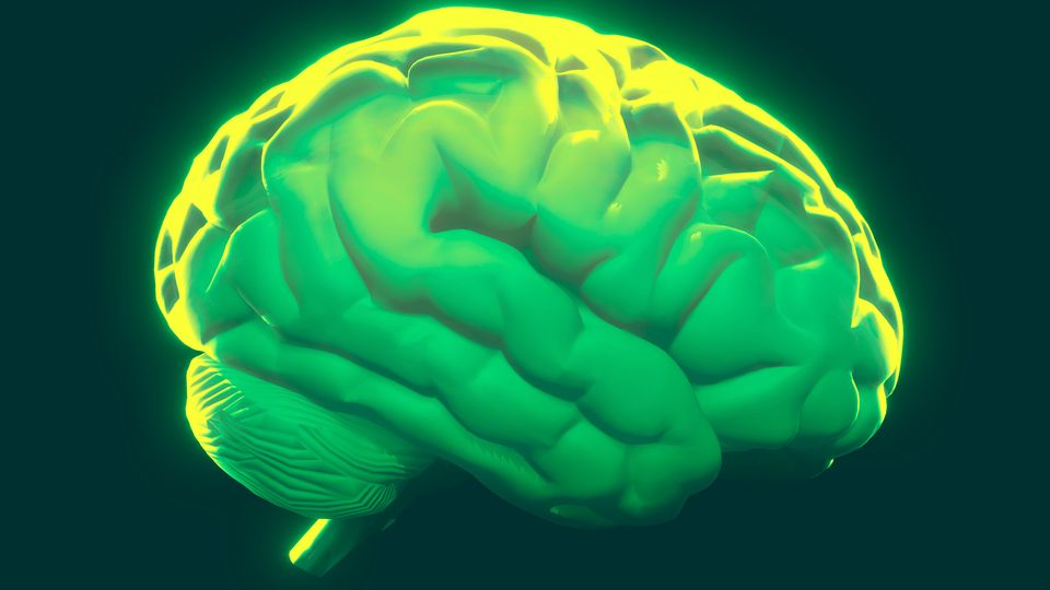 Glowing green brain illustration highlighting structure and activity, representing brain function.