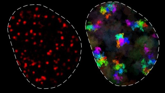 Histone molecule visualization showing chromatin organization with fluorescently labeled DNA regions. 