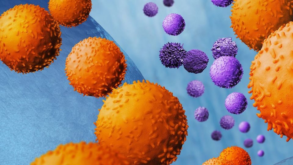 Illustration of atypical cell types with orange and purple immune cells in a microscopic view.