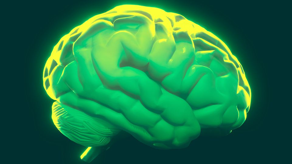 Anatomical model of the human brain. The brain is illuminated from above by a bright yellow light.