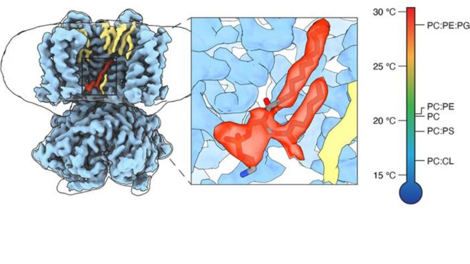 Illustration of lipid-controlled ion channels showing membrane protein structure and temperature-dependent lipid interactions.