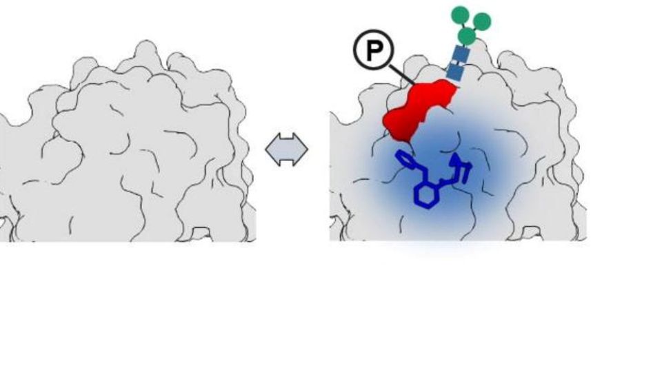 Illustration of PTM dynamics showing protein phosphorylation and structural changes in cellular signaling.