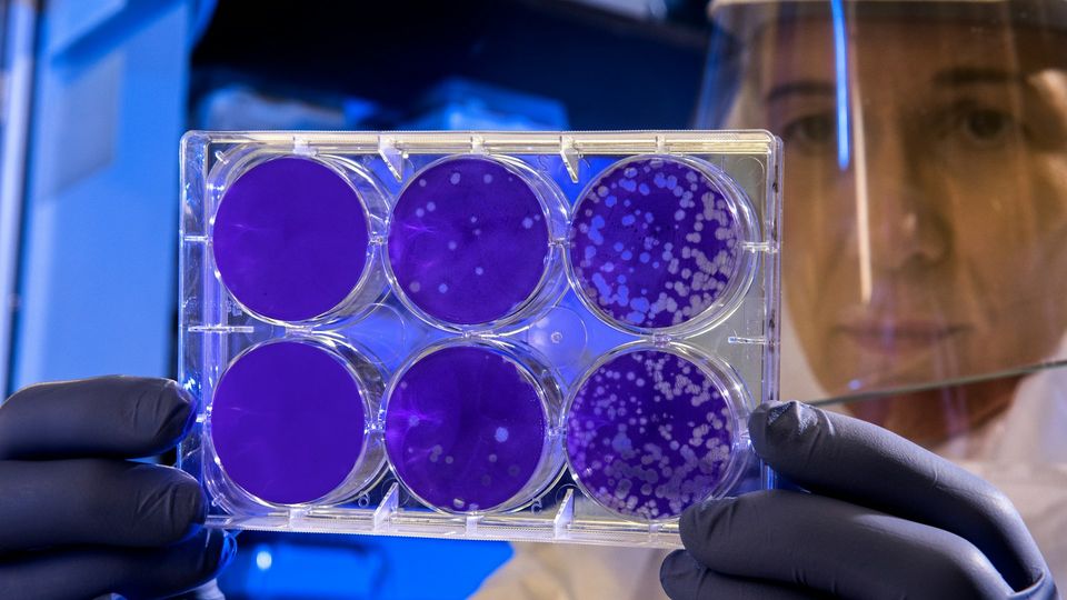 Researcher examining microbial cultures in a laboratory petri dish under protective lab equipment.