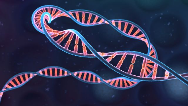A long strand of DNA against a dark blue background. 