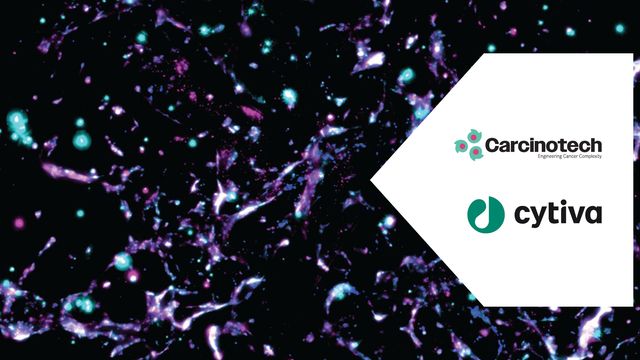 3D organoid cell cultures under fluorescence microscopy with vibrant neural structures 