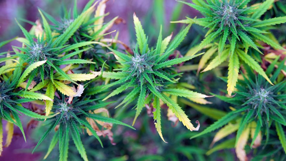 Multiple cannabis plants with green leaves pictured in an outdoor environment.