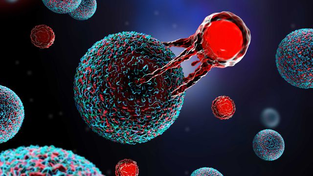 A cancer cell is attacked by a T cell. 
