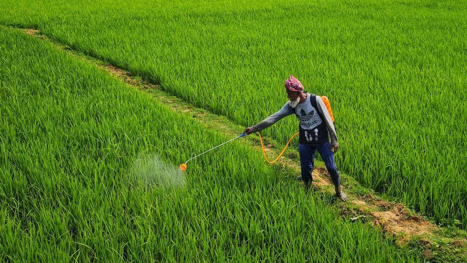 Farmer spraying pesticide across a lush green rice field using a backpack sprayer.