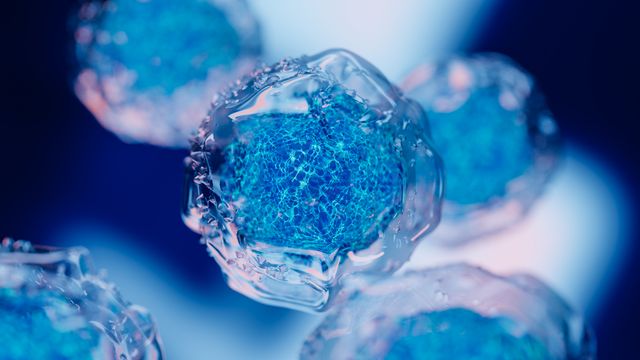 Render of multiple cells in suspension, with clear-colored cytoplasm and dark blue nuclei. 