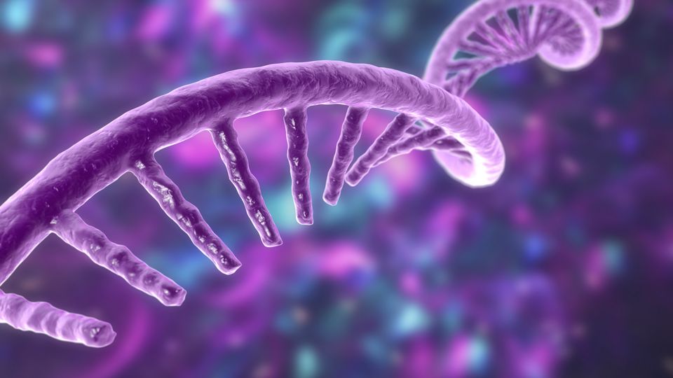 Illustration of an RNA strand. The RNA is purple and is floating on a purple and blue background.
